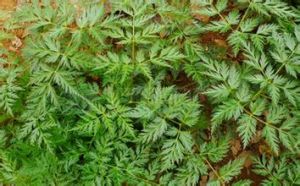 玉山芎窮 玉山芎窮