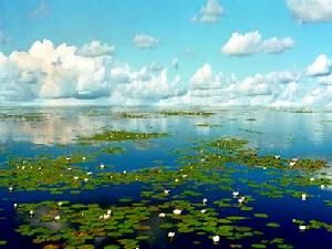 七星河保護區 七星河保護區