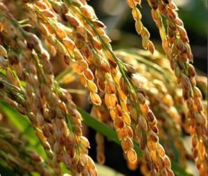 中組4號 中組4號