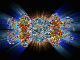 蛋白酶k 蛋白酶k