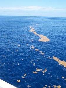 薩爾加索海 薩爾加索海