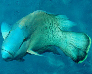 波紋唇魚 波紋唇魚