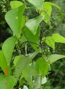 古山龍族 古山龍族