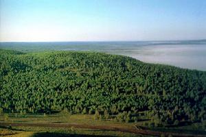 （圖）阿拉伯沙漠中的植物