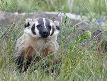 美洲獾（圖冊2）