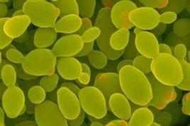 厭氧生物 厭氧生物