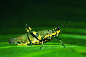 蚱蜢[昆蟲]