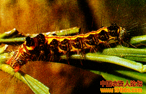 茶樹雙線盜毒蛾 茶樹雙線盜毒蛾