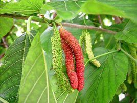 台灣四季長果桑 台灣四季長果桑