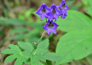 長卵苞翠雀花 長卵苞翠雀花