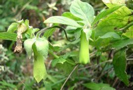 管花黨參 管花黨參