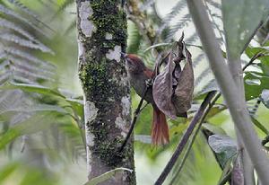灰眉針尾雀 灰眉針尾雀