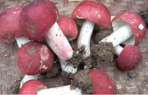 閩北紅菇 閩北紅菇