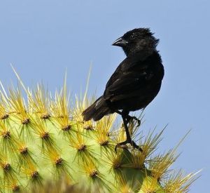 仙人掌地雀 仙人掌地雀