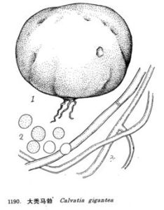 大禿馬勃 大禿馬勃