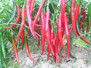 福順辣椒