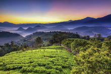 貓囒山茶業改良場