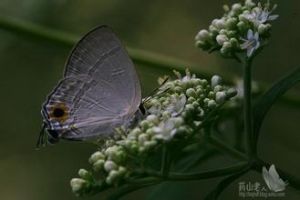淡黑玳灰蝶 淡黑玳灰蝶