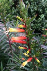 小瓣萼距花 小瓣萼距花