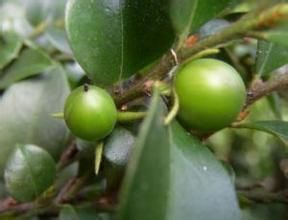 長葉小果柿(變種) 長葉小果柿(變種)