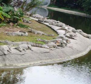 廣州鱷魚公園