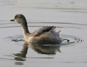 小鸊鵜所羅門亞種