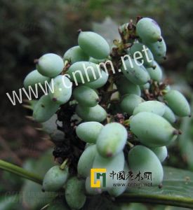 峨眉十大功勞 峨眉十大功勞