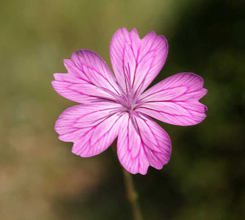 花瓣的邊緣常有不規則的缺口