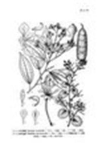 少脈羊蹄甲 少脈羊蹄甲