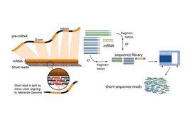 高通量測序 高通量測序