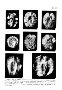 軟毛蟲實（原變種）