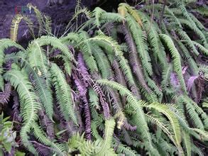 扁囊蕨屬 扁囊蕨屬