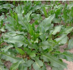 疏花酸模 疏花酸模