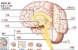 上帝禁區[人體器官]