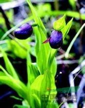 長柄台灣堇菜 長柄台灣堇菜