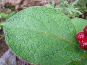 中華莛子藨 中華莛子藨