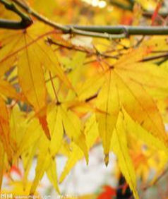 秋日私語 秋日私語