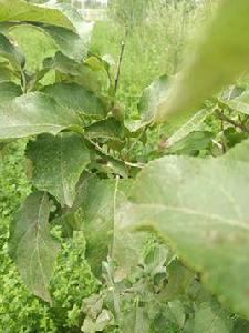 蘋果小吉丁蟲 蘋果小吉丁蟲