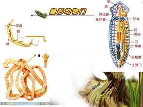 縱纖毛帶幼蟲 縱纖毛帶幼蟲