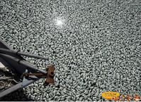 密集綜合症 密集綜合症