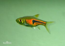 埃氏三角波魚 埃氏三角波魚