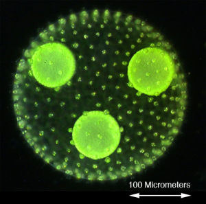 美麗團藻 美麗團藻