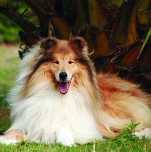 小型蘇格蘭牧羊犬