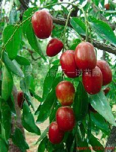 山東梨棗 山東梨棗