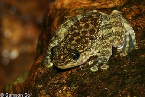 香港湍蛙 香港湍蛙