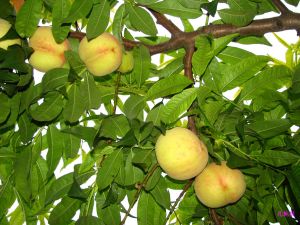 深州桃奴 深州桃奴