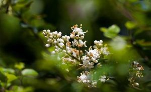 翁州蕊蝶 翁州蕊蝶