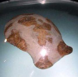 沂源猿人 沂源猿人