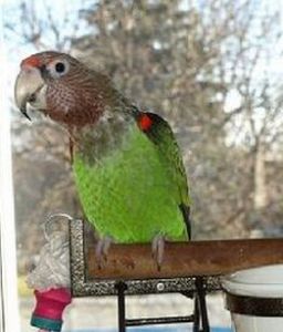 瑞氏臭鼩 瑞氏臭鼩