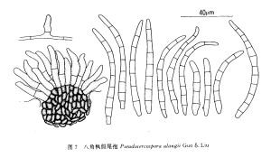 八角楓假尾孢